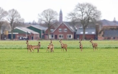 BUITEN BEELD Foto: 331641