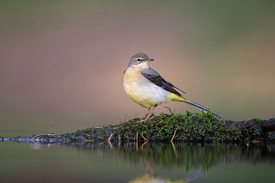 BUITEN BEELD Foto: 331665