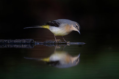 BUITEN BEELD Foto: 331667