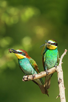 BUITEN BEELD Foto: 331722