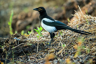 BUITEN BEELD Foto: 331731