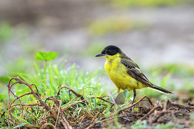 BUITEN BEELD Foto: 331734