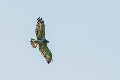 BUITEN BEELD Foto: 331739