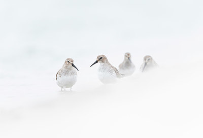 BUITEN BEELD Foto: 331883