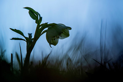 BUITEN BEELD Foto: 331928