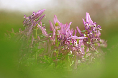 BUITEN BEELD Foto: 332226