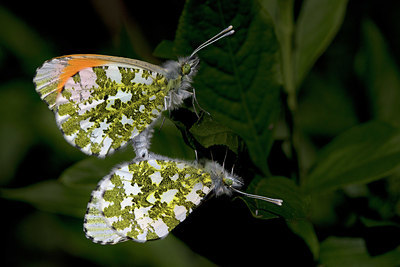 BUITEN BEELD Foto: 332293