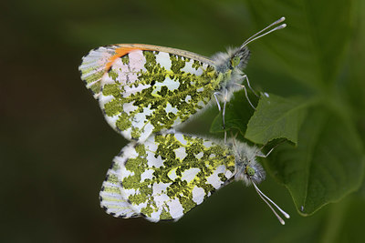 BUITEN BEELD Foto: 332298