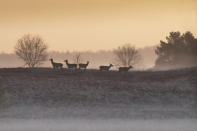 BUITEN BEELD Foto: 332343