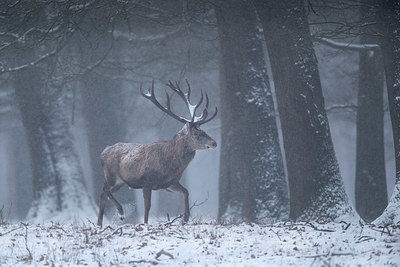 BUITEN BEELD Foto: 332346