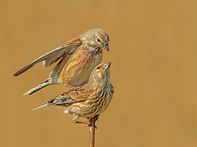 BUITEN BEELD Foto: 332356