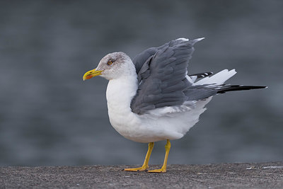 BUITEN BEELD Foto: 332387
