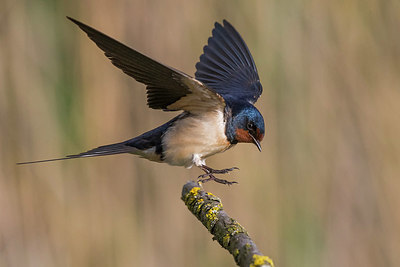 BUITEN BEELD Foto: 332392