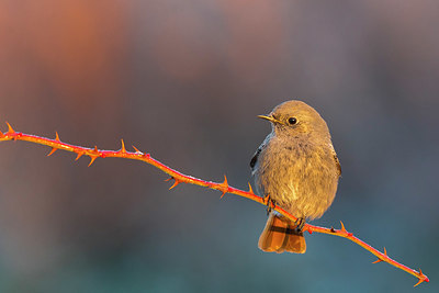 BUITEN BEELD Foto: 332423