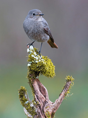 BUITEN BEELD Foto: 332435