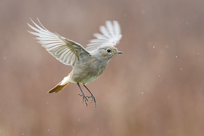 BUITEN BEELD Foto: 332442