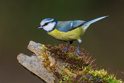 BUITEN BEELD Foto: 332461