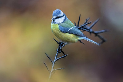 BUITEN BEELD Foto: 332463