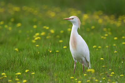 BUITEN BEELD Foto: 332474