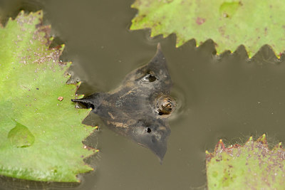 BUITEN BEELD Foto: 332487