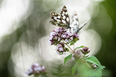 BUITEN BEELD Foto: 332494