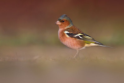 BUITEN BEELD Foto: 332539