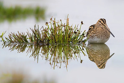 BUITEN BEELD Foto: 332560