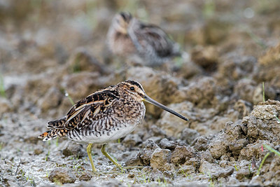 BUITEN BEELD Foto: 332562
