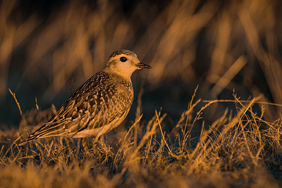 BUITEN BEELD Foto: 332622