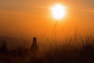 BUITEN BEELD Foto: 332624