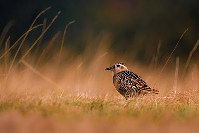 BUITEN BEELD Foto: 332627