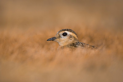 BUITEN BEELD Foto: 332628