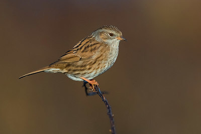 BUITEN BEELD Foto: 332640