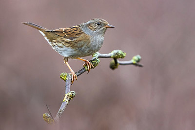 BUITEN BEELD Foto: 332648