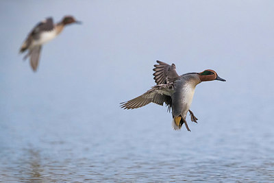 BUITEN BEELD Foto: 332692