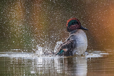 BUITEN BEELD Foto: 332695