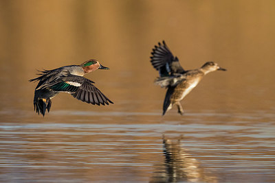 BUITEN BEELD Foto: 332697