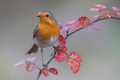 BUITEN BEELD Foto: 332724