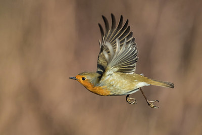 BUITEN BEELD Foto: 332739