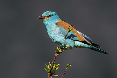 BUITEN BEELD Foto: 332759
