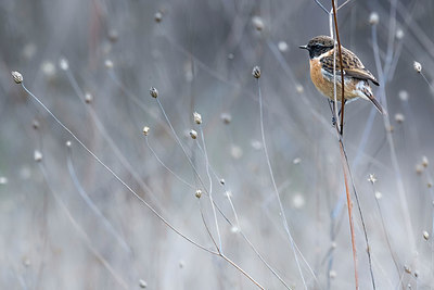 BUITEN BEELD Foto: 332761