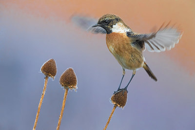 BUITEN BEELD Foto: 332764