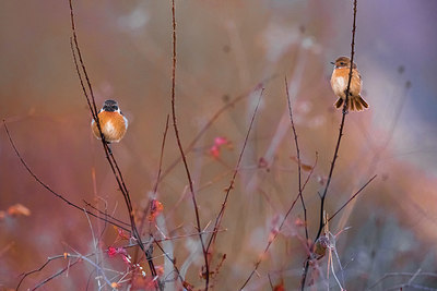 BUITEN BEELD Foto: 332779