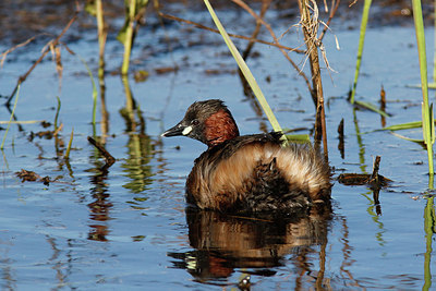 BUITEN BEELD Foto: 332780