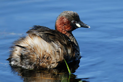 BUITEN BEELD Foto: 332782