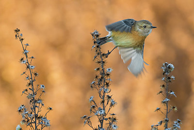 BUITEN BEELD Foto: 332784