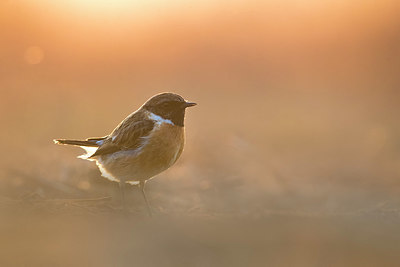 BUITEN BEELD Foto: 332790