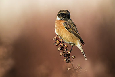 BUITEN BEELD Foto: 332799