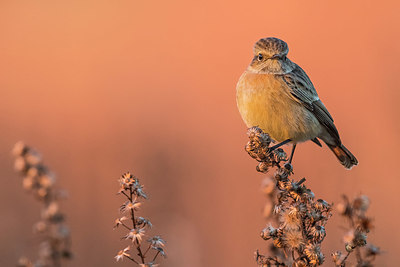 BUITEN BEELD Foto: 332829