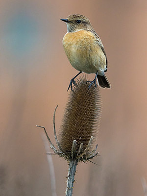 BUITEN BEELD Foto: 332830